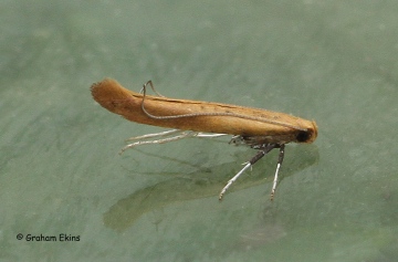 Caloptilia rufipennella 2 Copyright: Graham Ekins