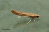 Caloptilia rufipennella 2 Copyright: Graham Ekins