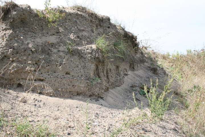 Colletes halophilus nesting bank Copyright: Peter Harvey