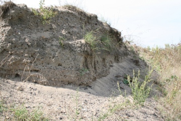 Colletes halophilus nesting bank Copyright: Peter Harvey