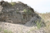 Colletes halophilus nesting bank