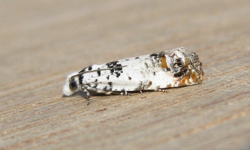 Eucosma campoliliana Copyright: Stephen Rolls