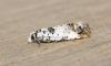 Eucosma campoliliana