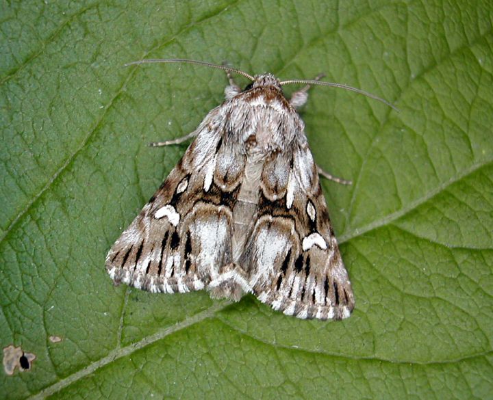 Toadflax Brocade - adult Copyright: Robin Barfoot