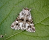 Toadflax Brocade - adult Copyright: Robin Barfoot