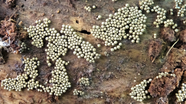 Cribraria argillacea 3 Copyright: Raymond Small