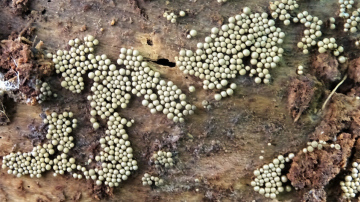 Cribraria argillacea 3 Copyright: Raymond Small