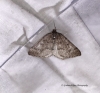 Aleucis distinctata  Sloe Carpet