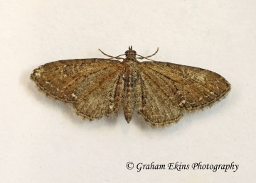 Eupithecia vulgata  Common Pug Copyright: Graham Ekins