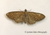 Eupithecia vulgata  Common Pug Copyright: Graham Ekins