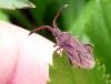 Shieldbug Copyright: Andrew Thompson