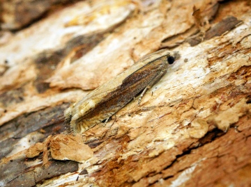 Eucosma obumbratana Copyright: Ben Sale