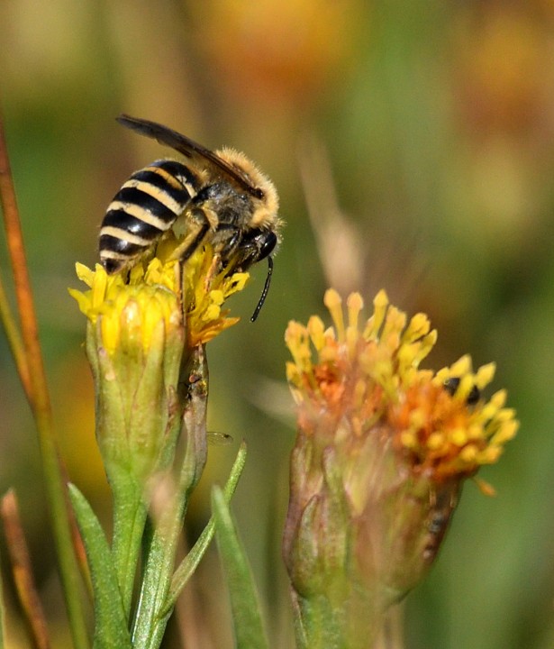 Sea Aster Mining Bee (Colletes halophilus) 09-10-2020 Copyright: Malcolm Riddler