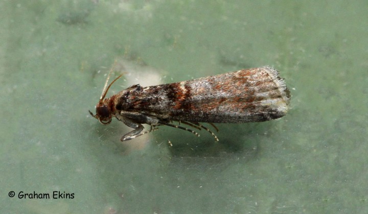 Acrobasis advenella 2 Copyright: Graham Ekins