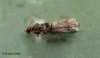 Acrobasis advenella 2