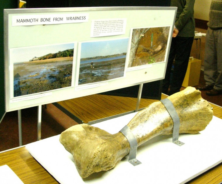 Mammoth leg bone from Wrabness Copyright: William George