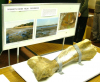 Mammoth leg bone from Wrabness 