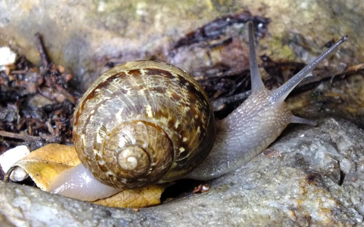 Garden Snail  (Helix aspersa) Copyright: Peter Pearson