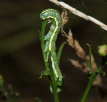 larva night-feeding Copyright: Robert Smith
