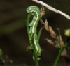 larva night-feeding