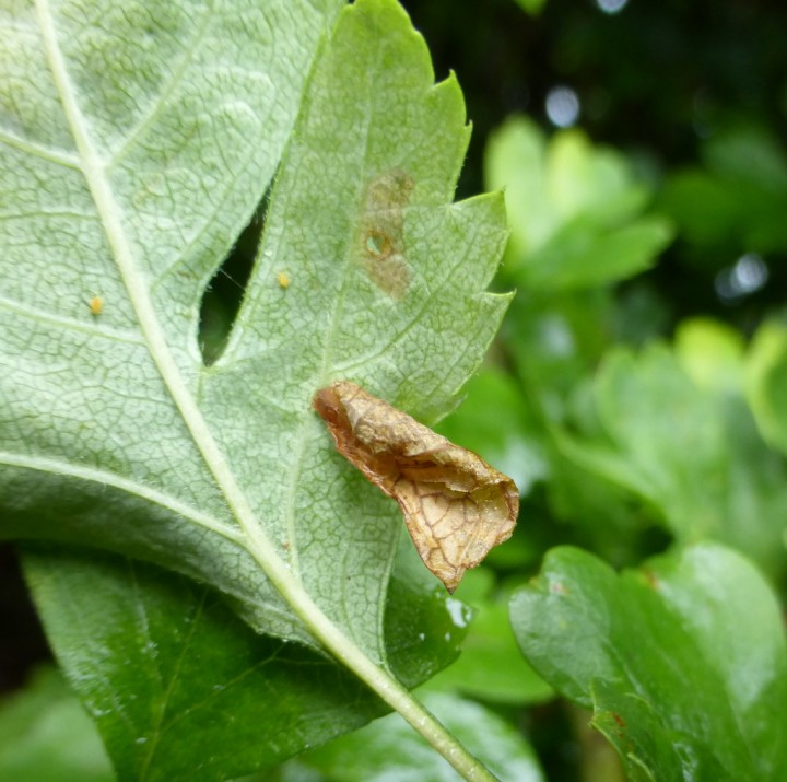 Coleophora siccifolia 2 Copyright: Stephen Rolls