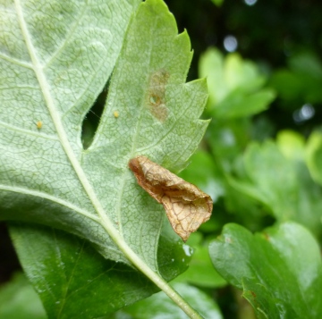 Coleophora siccifolia 2 Copyright: Stephen Rolls