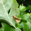 Coleophora siccifolia 2 Copyright: Stephen Rolls