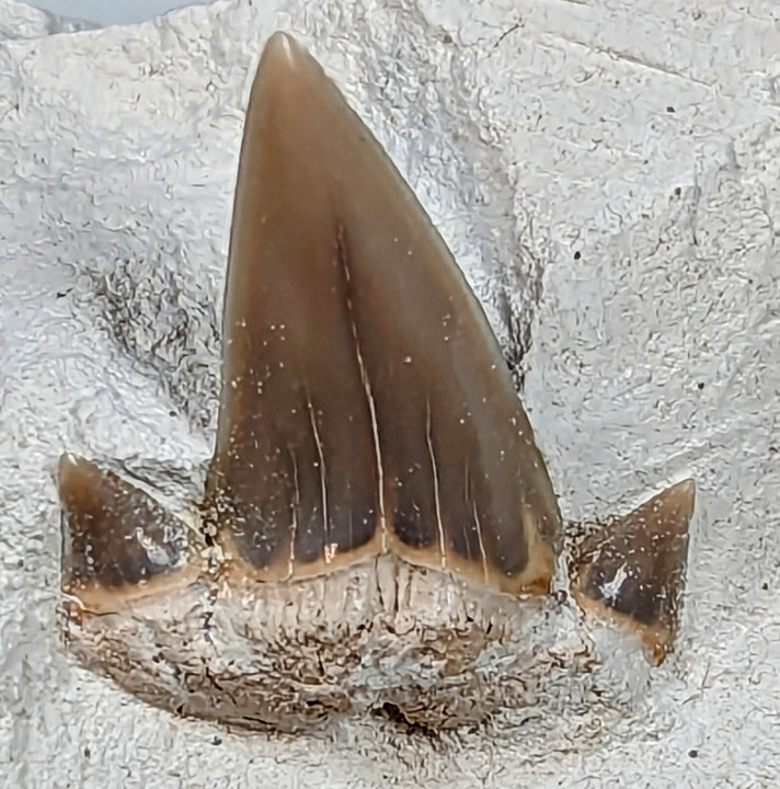 Tooth of shark Lamna appendiculata close up Copyright: William George