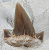 Tooth of shark Lamna appendiculata close up 