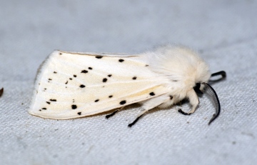 White Ermine 3 Copyright: Ben Sale