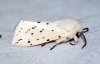 White Ermine 3 Copyright: Ben Sale