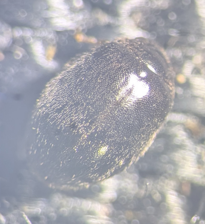 S hemisphaericus Copyright: Robert Smith