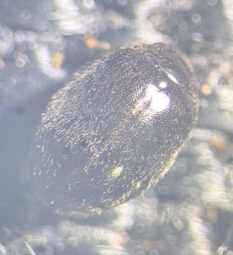 S hemisphaericus Copyright: Robert Smith
