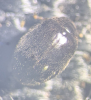 S hemisphaericus