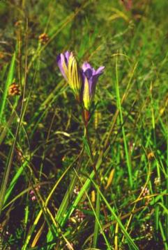 Gentiana pneumonanthe Copyright: Peter Harvey