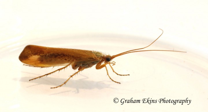 Limnephilus vittatus Copyright: Graham Ekins