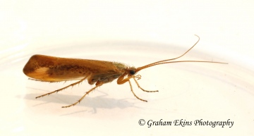 Limnephilus vittatus Copyright: Graham Ekins