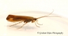 Limnephilus vittatus Copyright: Graham Ekins