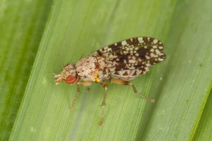 Trypetoptera punctulata Copyright: Peter Harvey