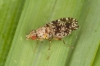 Trypetoptera punctulata