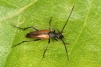 Stenurella melanura 