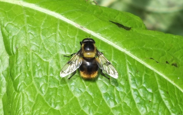 Volucella bombylans Copyright: Peter Pearson