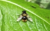 Volucella bombylans Copyright: Peter Pearson