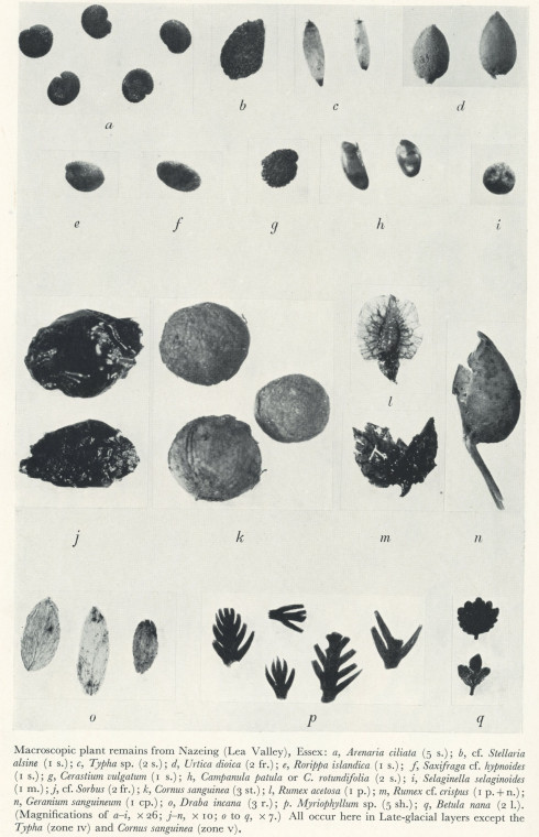 Macroscopic Plant Remains 4  Nazeing Late Glacial Copyright: H Godwin 1956