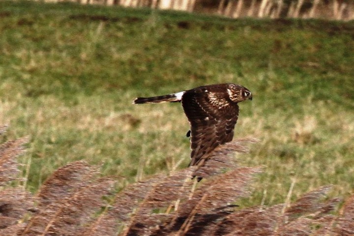 Hen Harrier 2 Copyright: Graham Smith