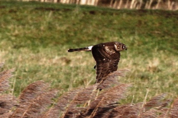 Hen Harrier 2 Copyright: Graham Smith