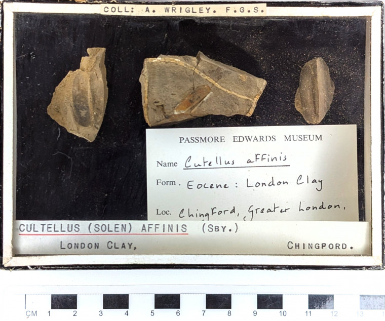 Chingford London Clay Fossils Cultellus affinis bivalve Copyright: Arthur Wrigley Collection