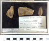 Chingford London Clay Fossils Cultellus affinis bivalve 