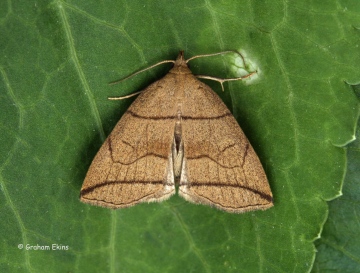 Small Fan-foot 3 Copyright: Graham Ekins