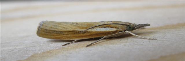 Agriphila tristella. Copyright: Stephen Rolls